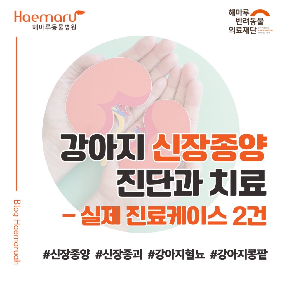 강아지 신장종양 진료케이스 - 2마리 환자에서의 실제 진단과 치료 과정 썸네일
