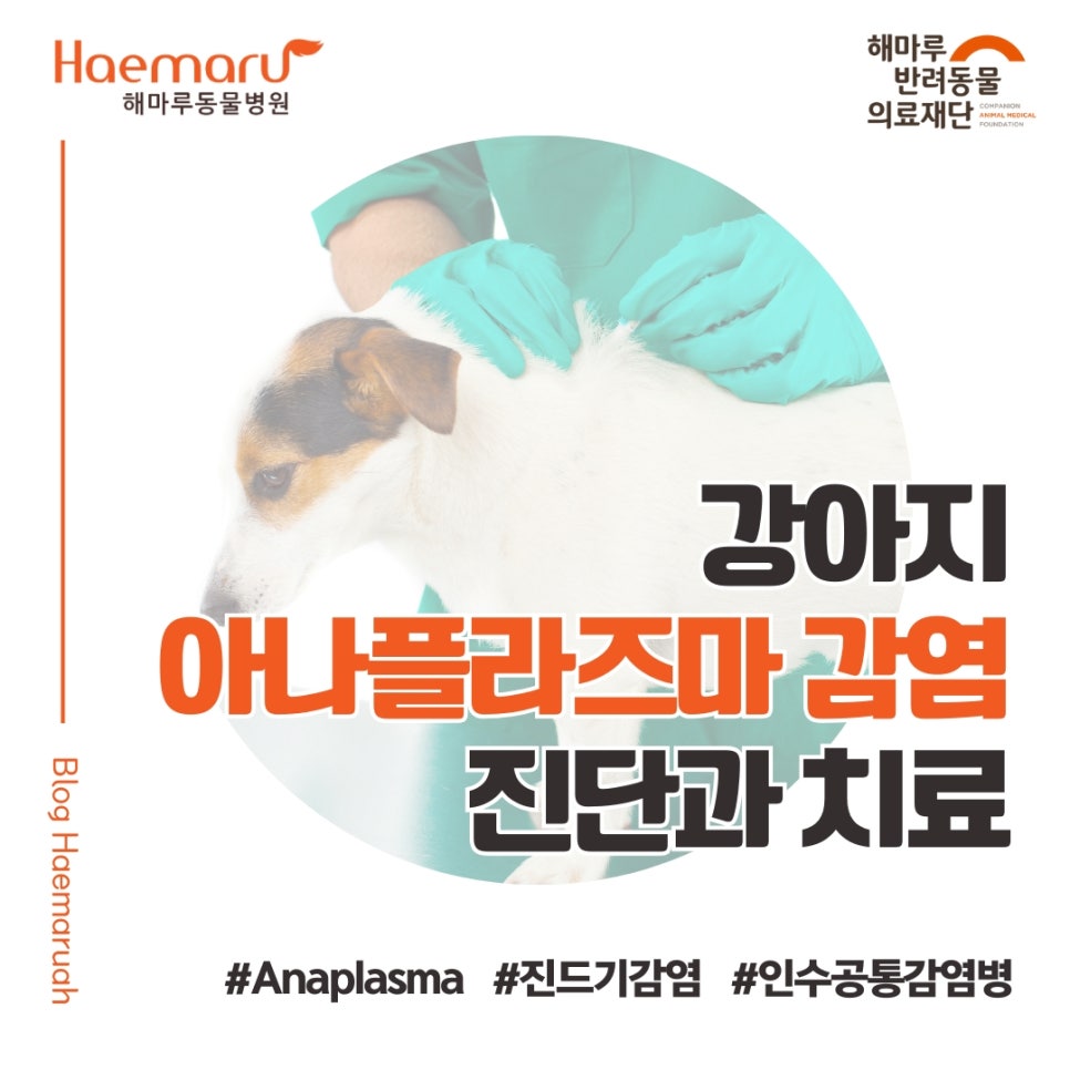 강아지 아나플라즈마 Anaplasma 감염 환자의 진단과 치료 사례 (진드기에 의한 인수 공통감염병) 썸네일