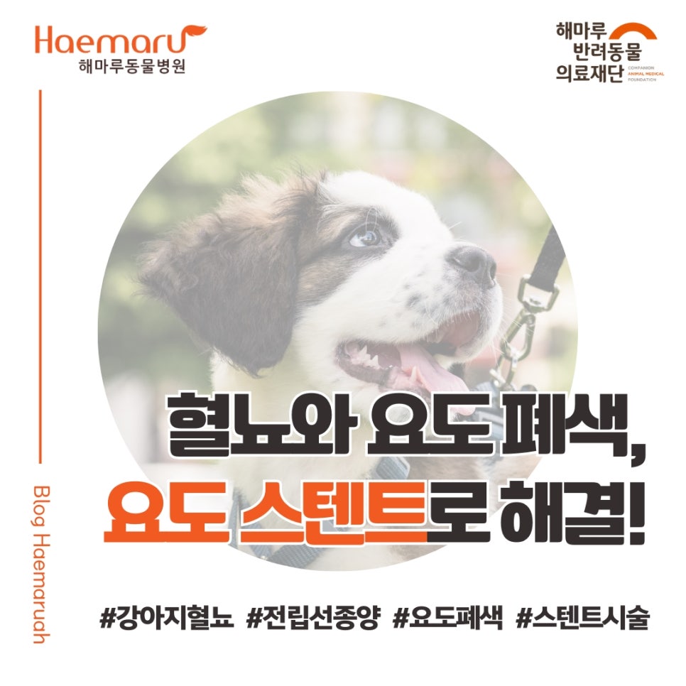 강아지 전립선 종양으로 인한 혈뇨와 요도 폐색, 요도 스텐트 시술로 해결! 썸네일