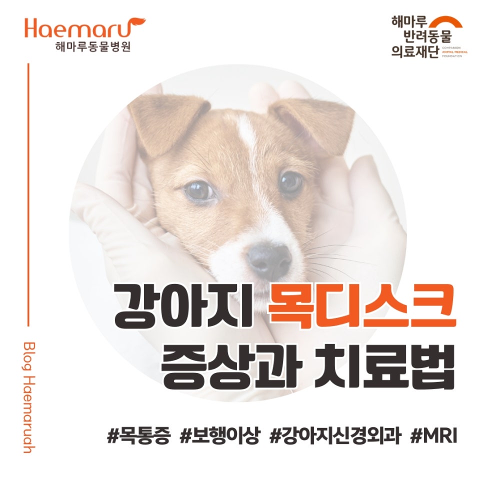 강아지 목 디스크 증상과 치료법 - 목 통증, 미끄러짐 증상 환자의 MRI 진단과 수술 썸네일
