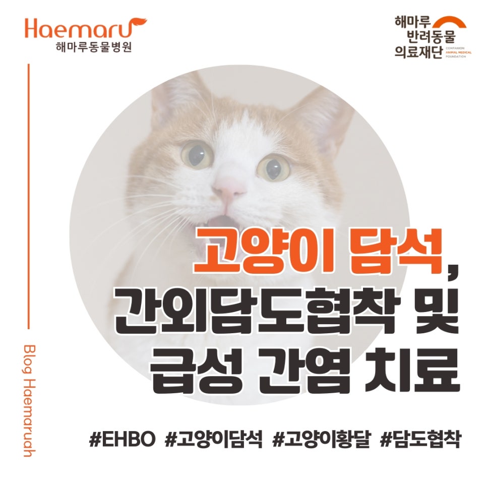 고양이 담석으로 인한 간외담도협착 및 급성 간염 치료(EHBO) 썸네일