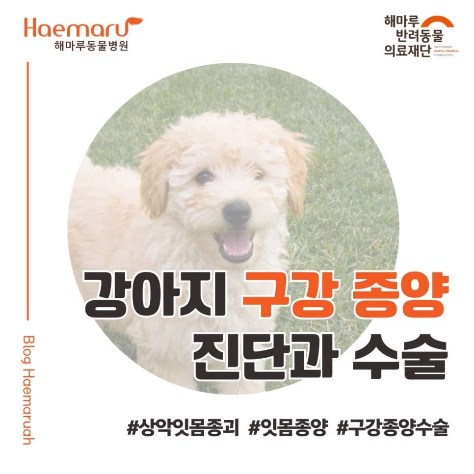 강아지 상악 잇몸 종괴, 깊숙한 어금니 쪽 구강 종양의 진단과 안전한 수술 썸네일