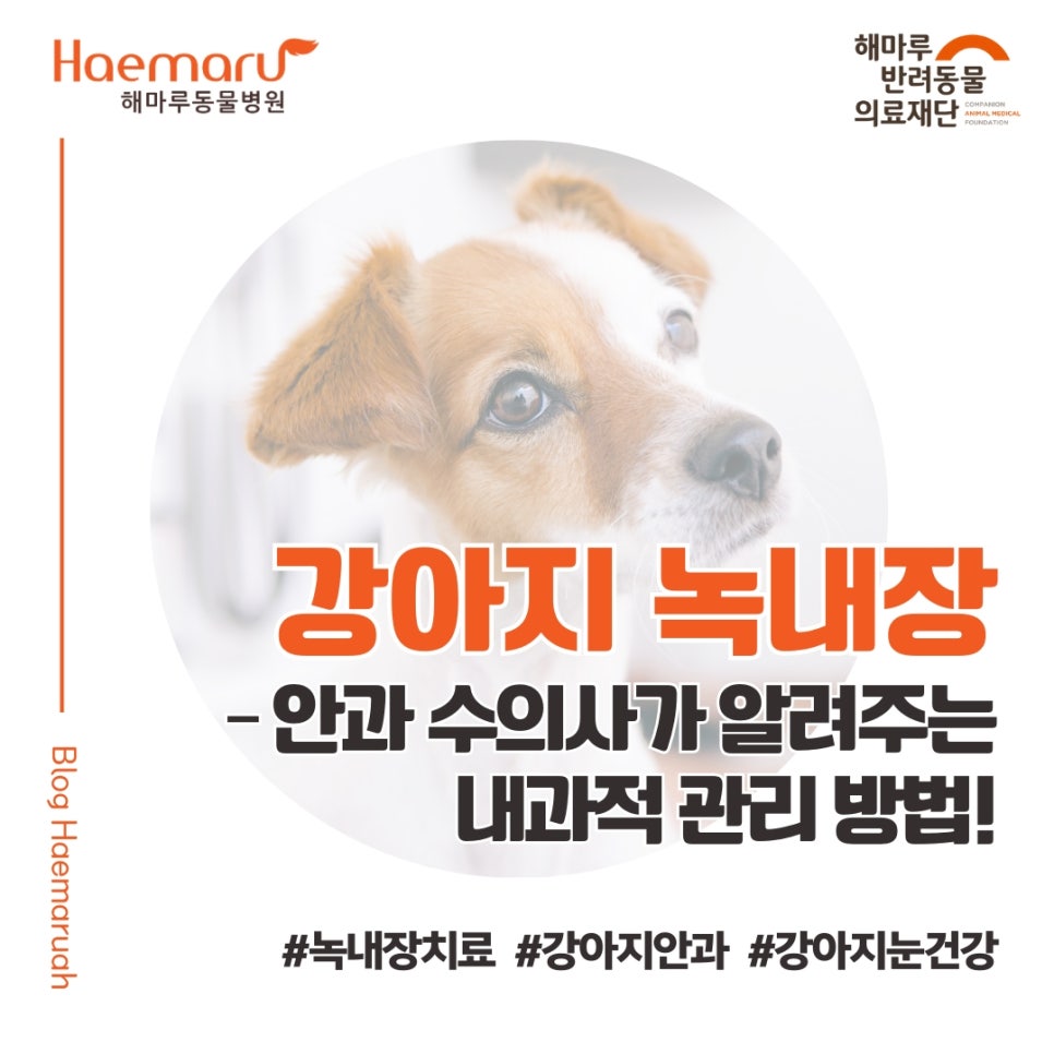 강아지 녹내장 치료 - 안과 수의사가 알려주는 내과적 관리 방법 썸네일