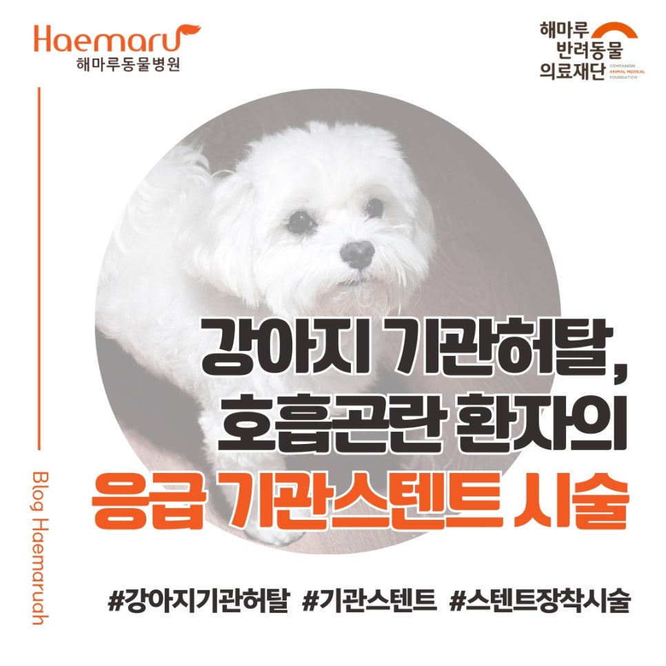 강아지 기관허탈, 호흡곤란 응급환자에서 빠른 기관 스텐트 장착 시술 사례 썸네일
