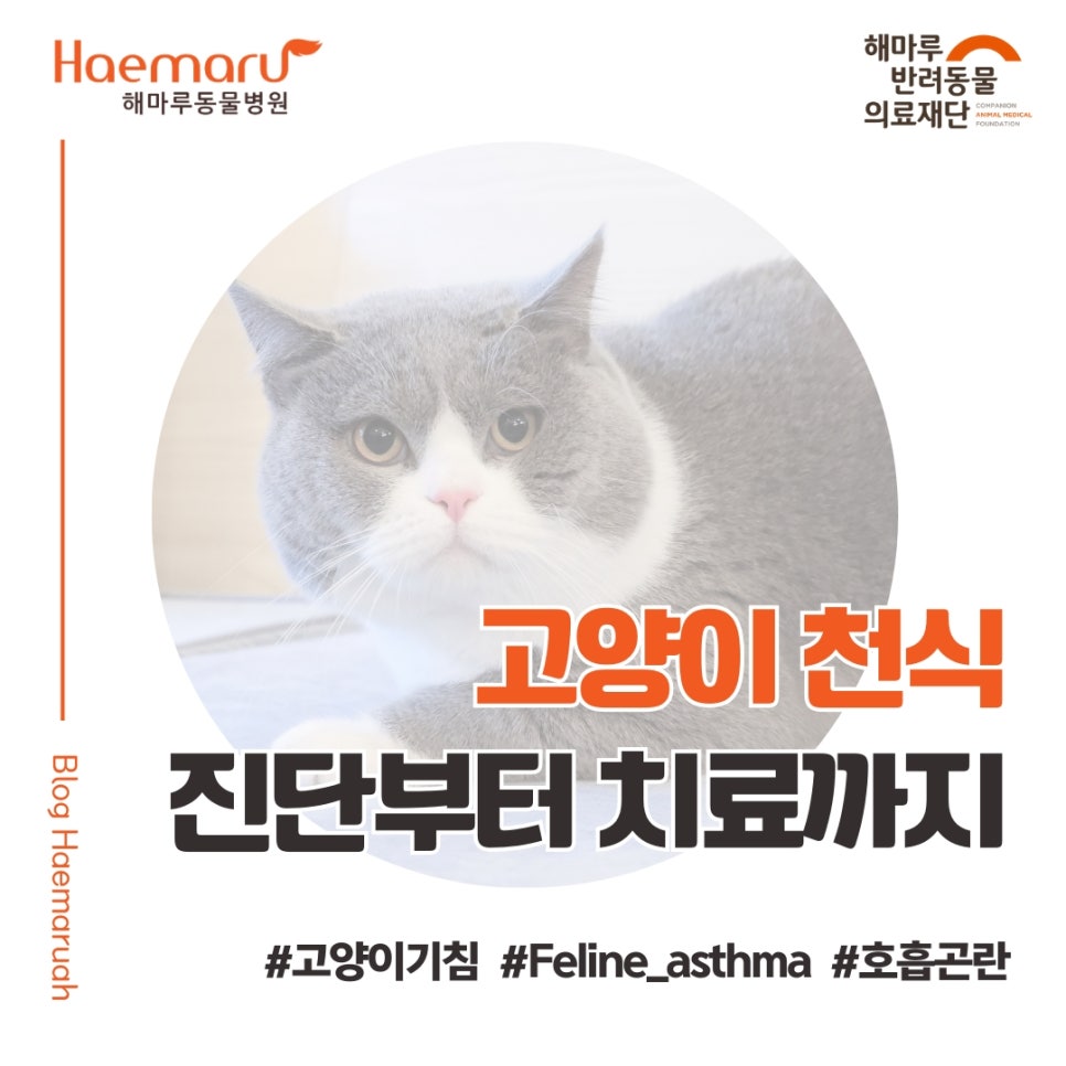 고양이 천식 치료기 - 기침, 호흡곤란 환자의 천식 진단부터 치료까지 썸네일