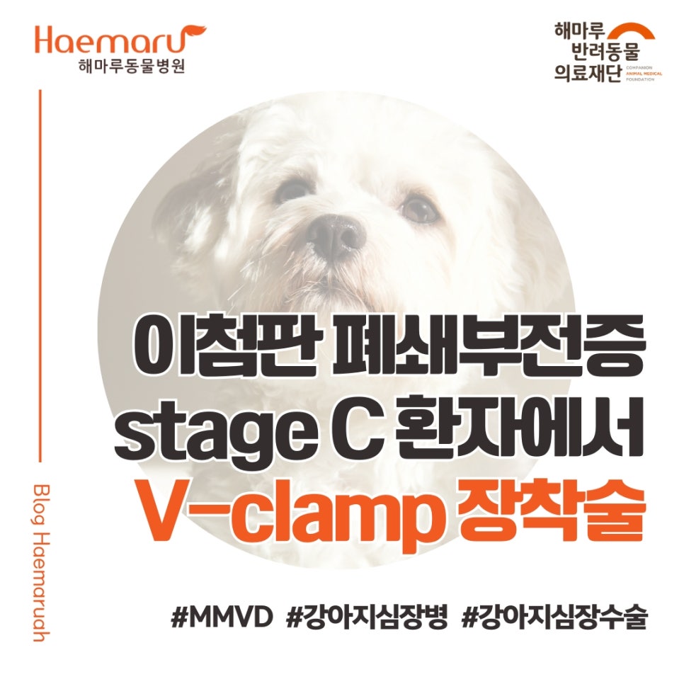 강아지 이첨판 폐쇄부전증(MMVD) stage C 환자에서 V-clamp 장착 심장수술 사례 썸네일