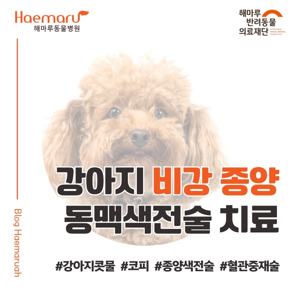 진료케이스 이미지