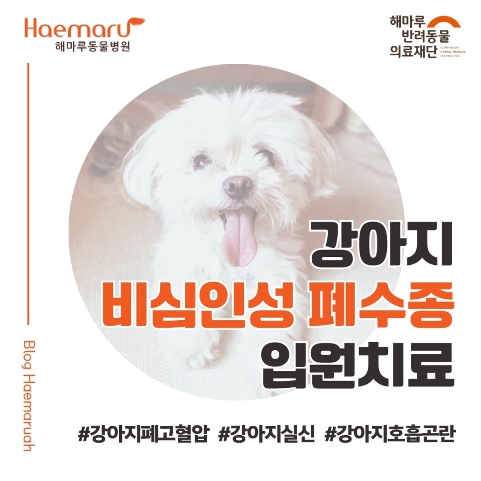 진료케이스 이미지