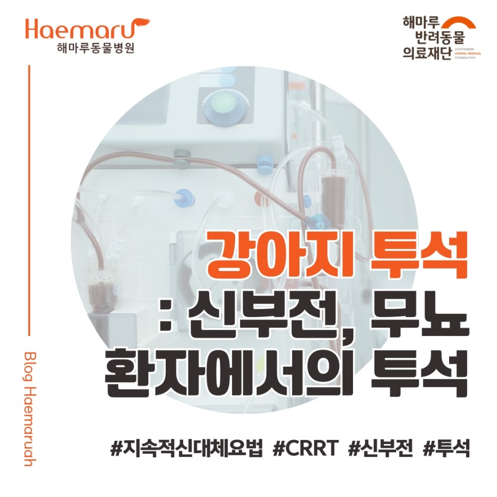 강아지 신부전과 무뇨, 투석(지속적 신대체요법 CRRT)으로 회복한 치료 사례 썸네일