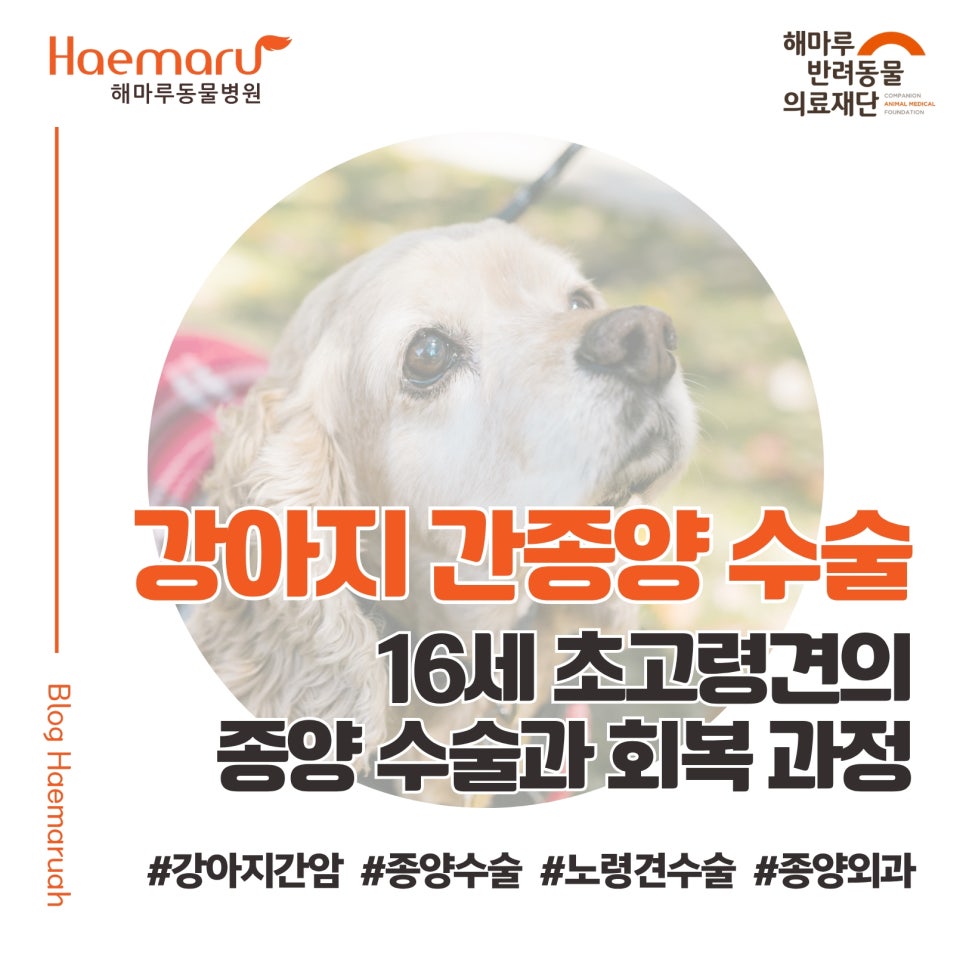 진료케이스 이미지