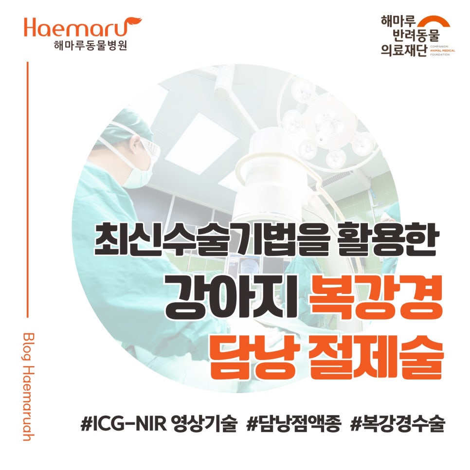진료케이스 이미지