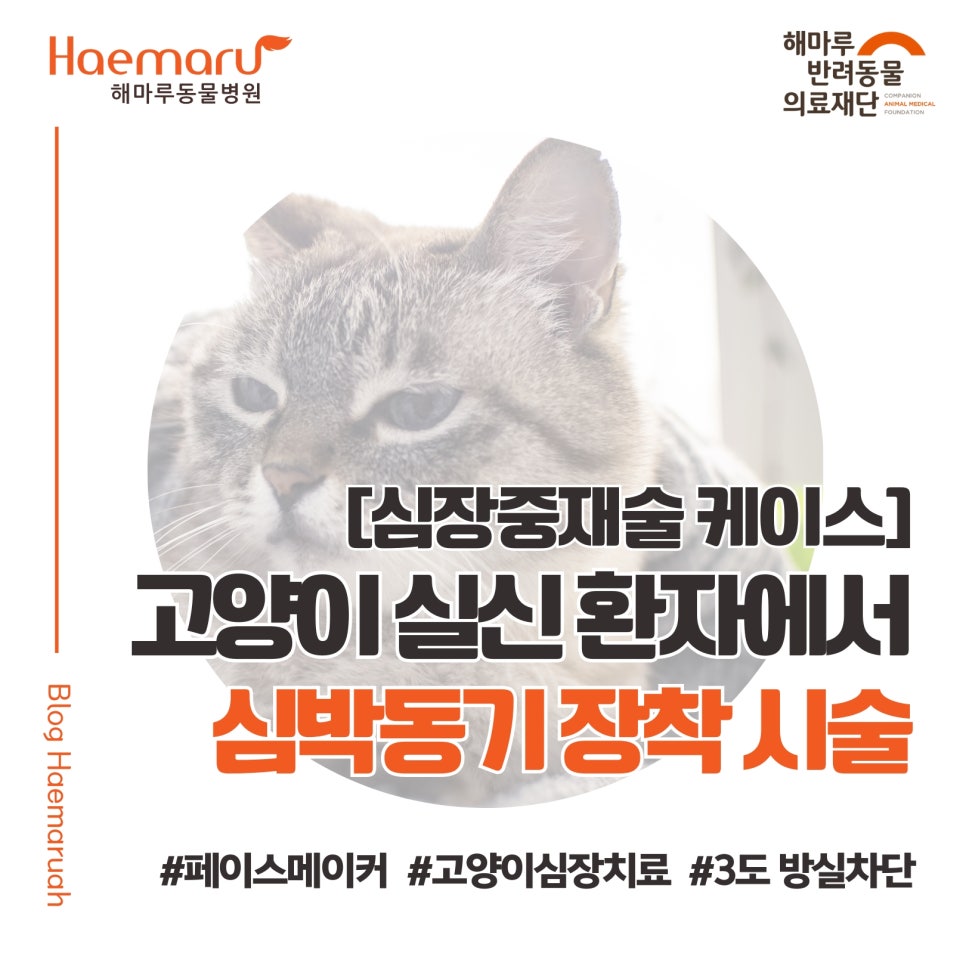 진료케이스 이미지