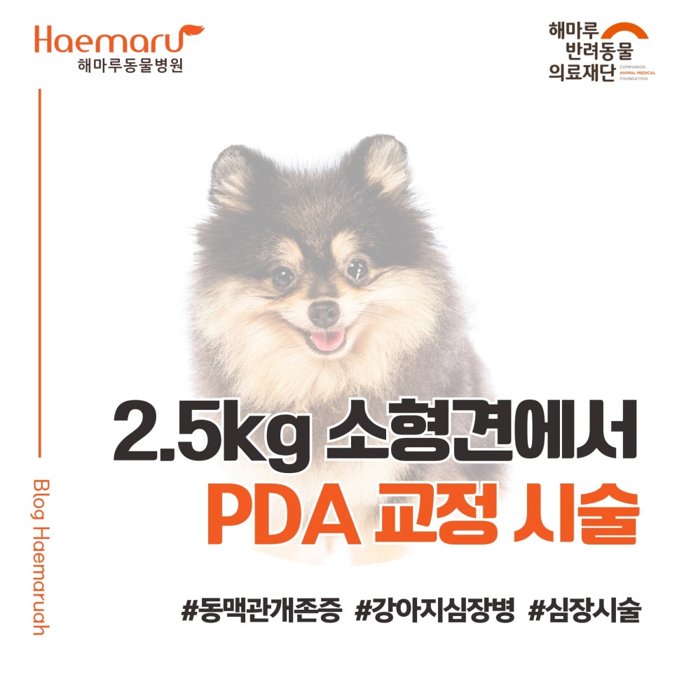 진료케이스 이미지