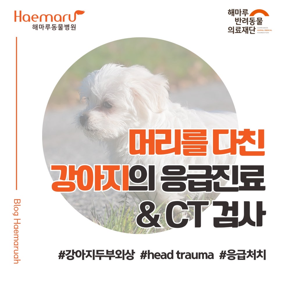 진료케이스 이미지