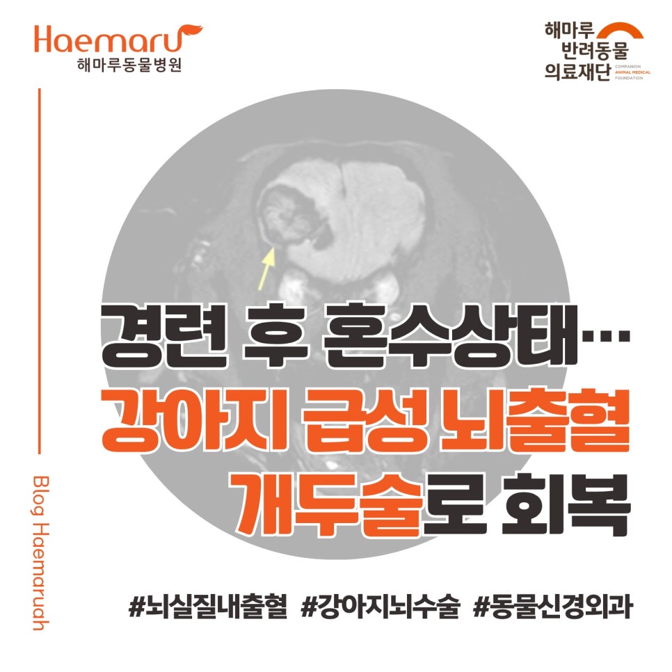 진료케이스 이미지