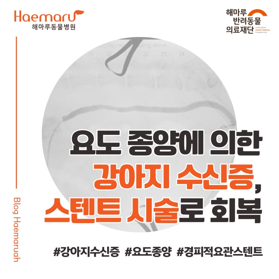 진료케이스 이미지