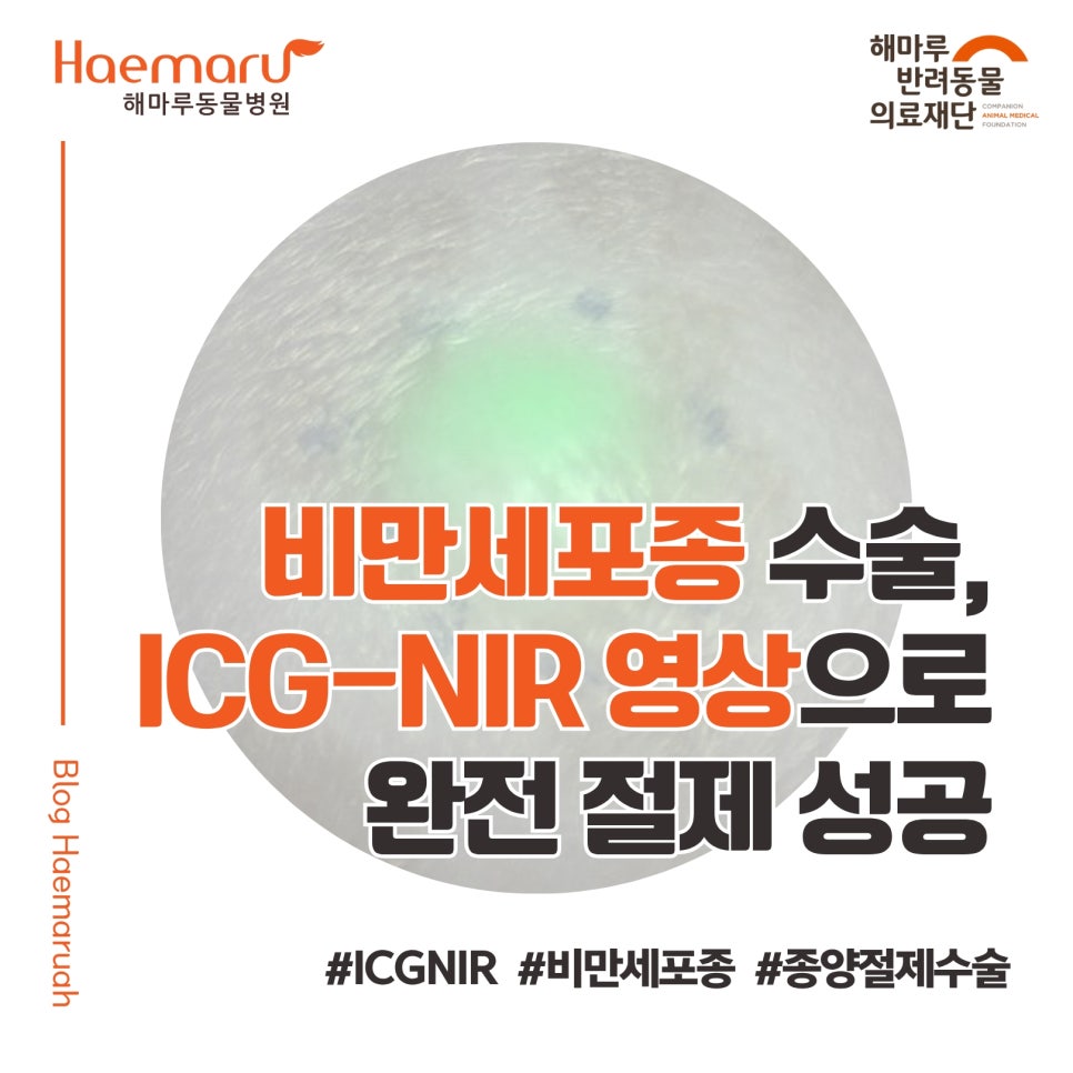 강아지 비만세포종 수술, ICG-NIR 영상 기술로 완전 절제 성공 썸네일