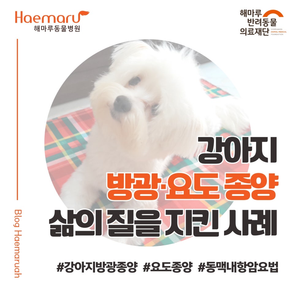 강아지 방광·요도 종양, 반복적 동맥 내 항암치료로 삶의 질을 지킨 사례 썸네일