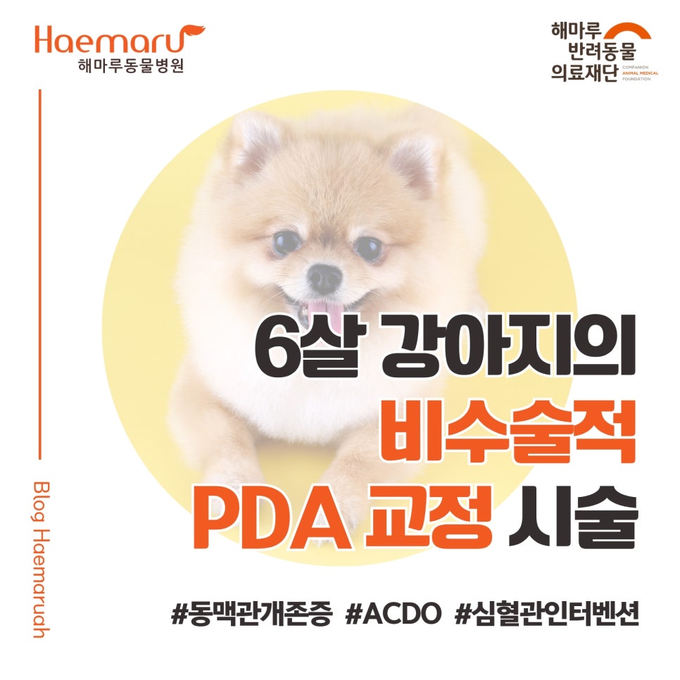 강아지 동맥관 개존증(PDA), 6살 포메라니안의 ACDO 교정 시술 사례 썸네일