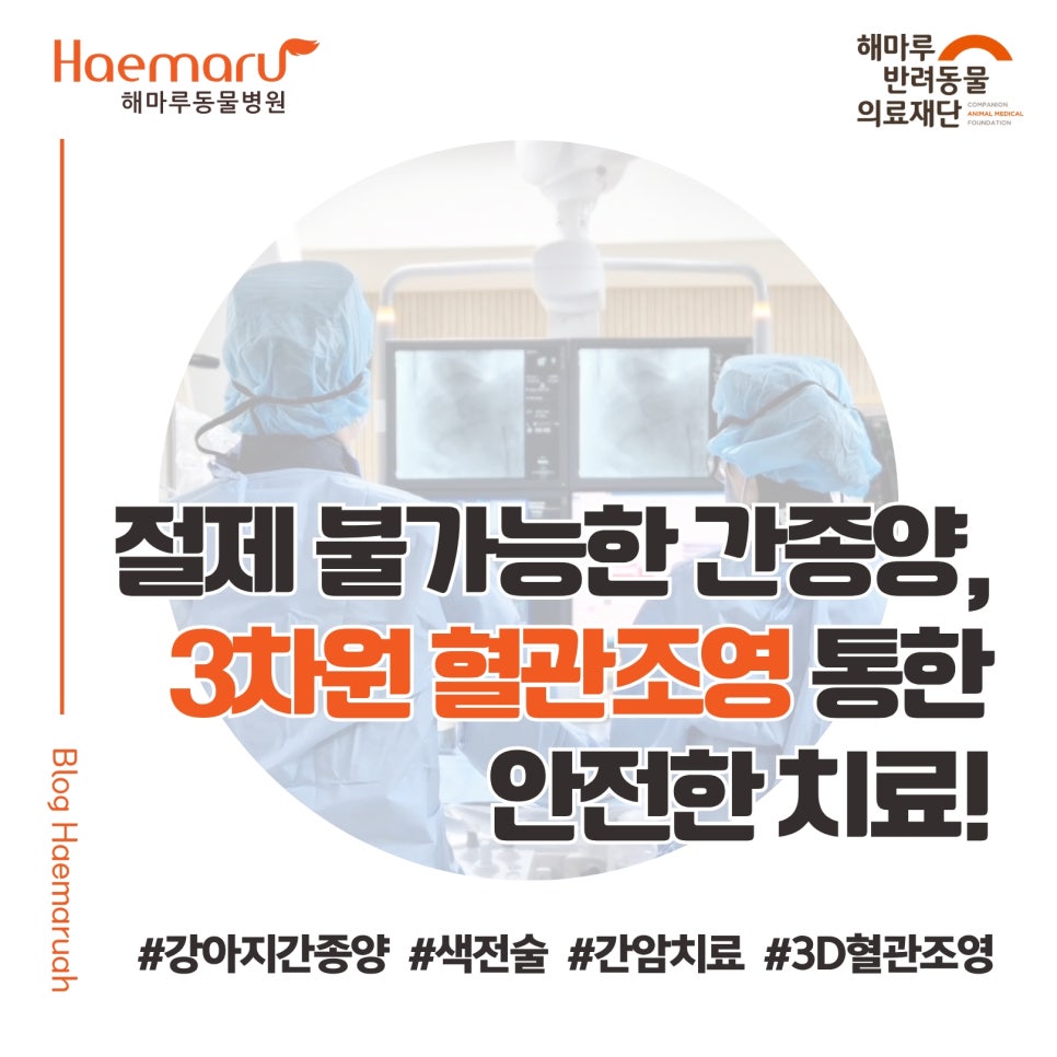 절제 불가능한 강아지 간종양, 3D 3차원 혈관 조영 장비로 안전하게 색전술 시행 썸네일