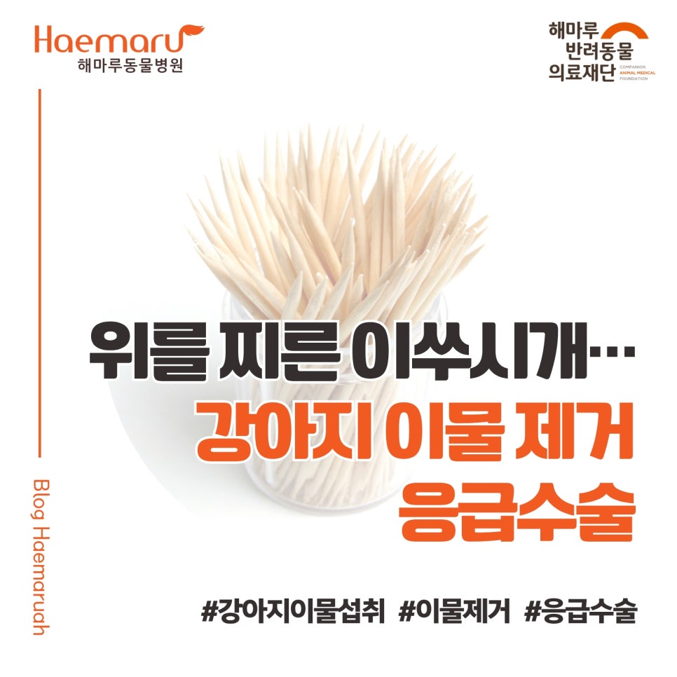 위를 관통한 이쑤시개... 강아지가 삼킨 이물, 응급수술로 제거 썸네일