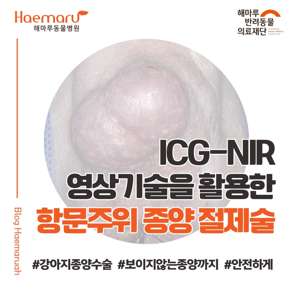 진료케이스 이미지