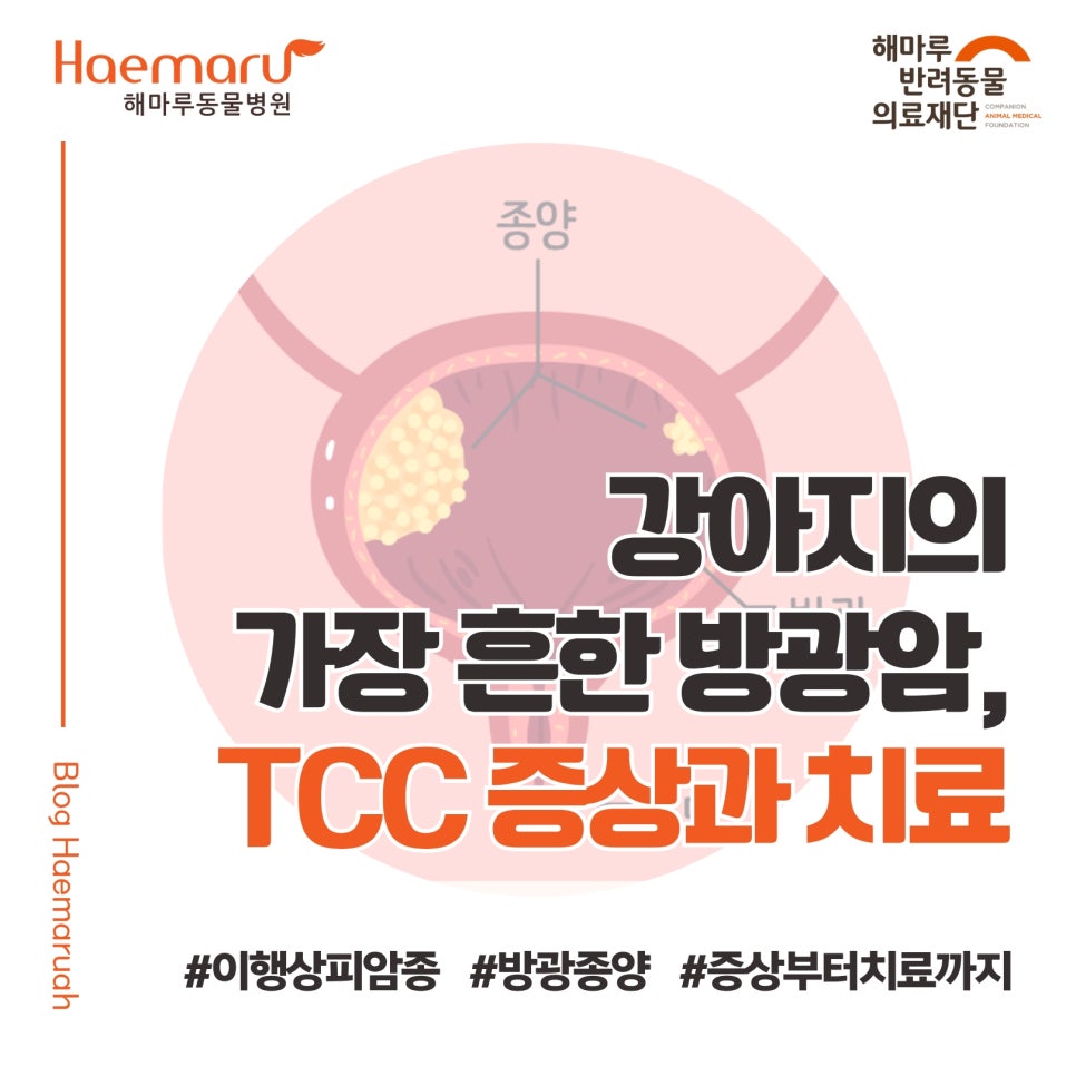 진료케이스 이미지