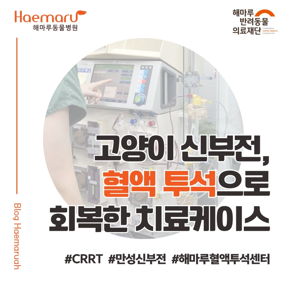 진료케이스 이미지