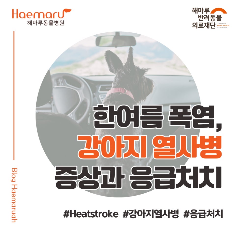 진료케이스 이미지