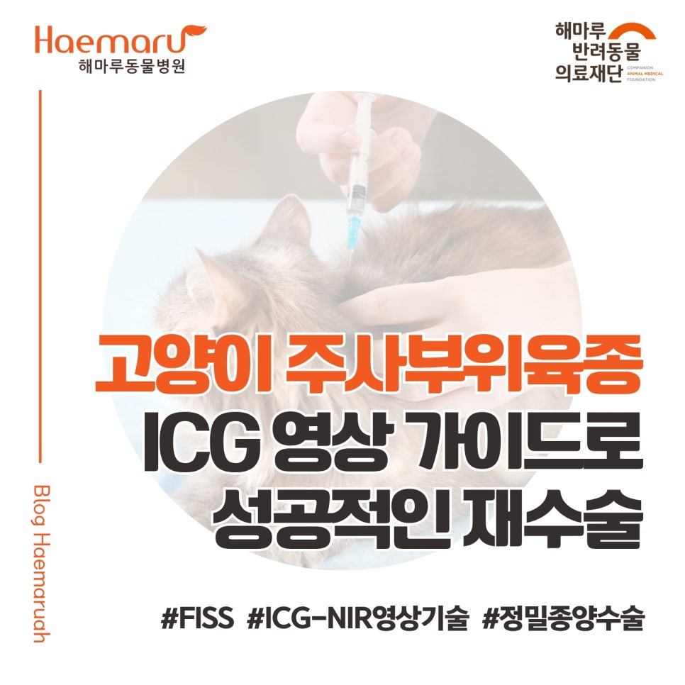 고양이 주사부위육종(FISS), ICG 영상 가이드로 성공적인 재수술 사례(종양의 '완전 절제'가 중요한 이유) 썸네일