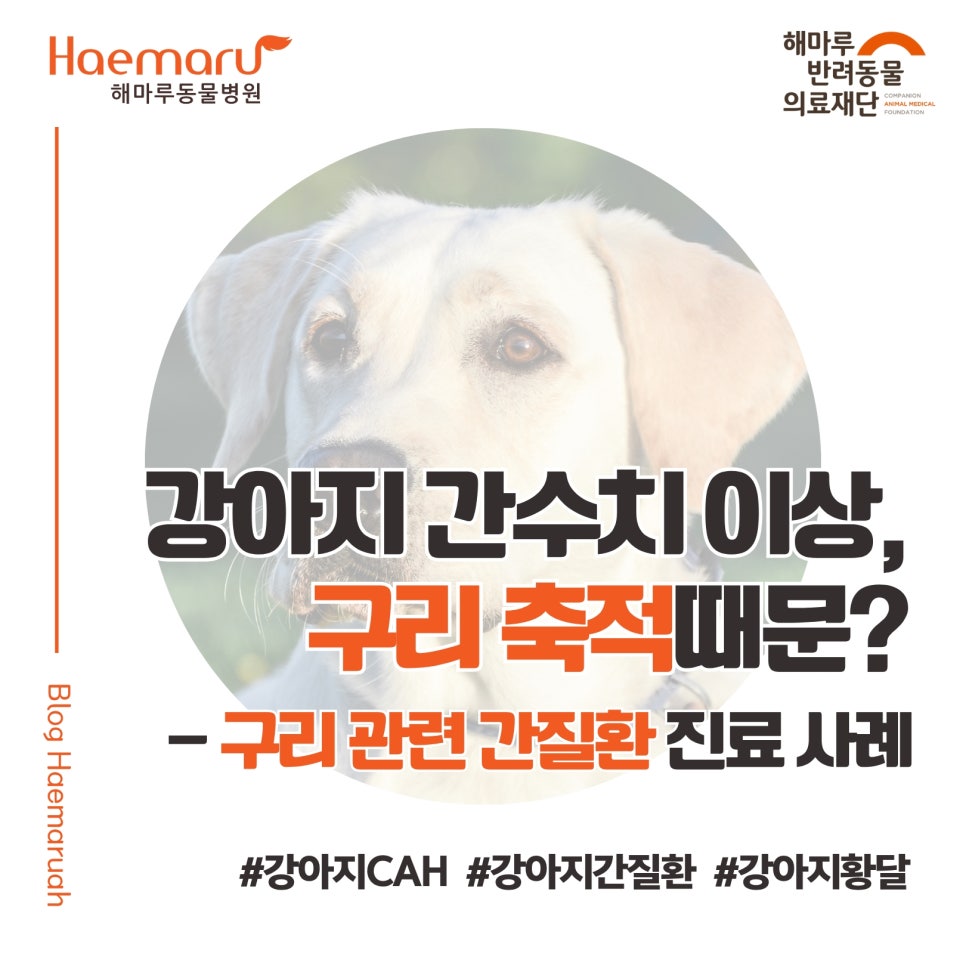 강아지 간수치 이상, 알고 보니 구리 축적? - 개에서 구리 관련 간질환(CAH) 진료 사례와 조기 발견의 중요성 썸네일