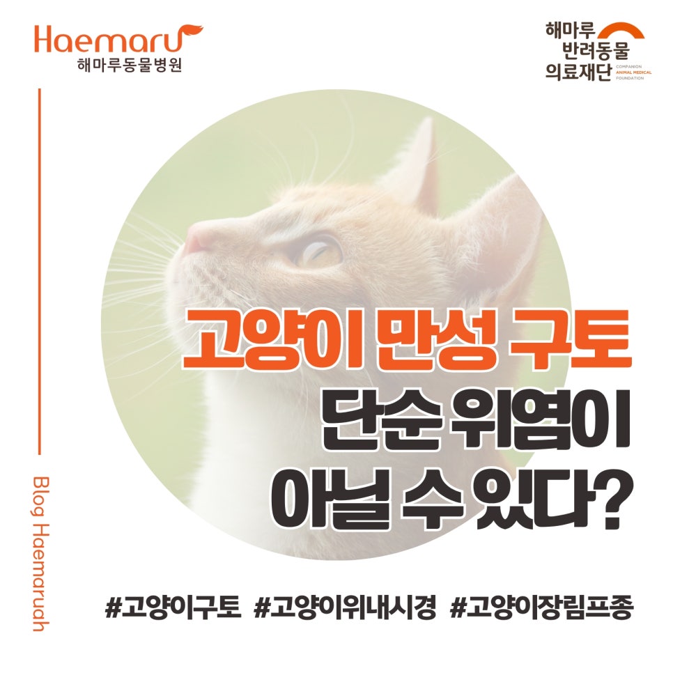 고양이 만성 구토, 단순 위염이 아닐 수 있어요 - 저등급 장림프종 진단 사례 썸네일