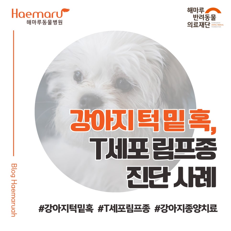 진료케이스 이미지