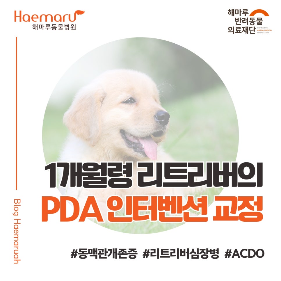 진료케이스 이미지