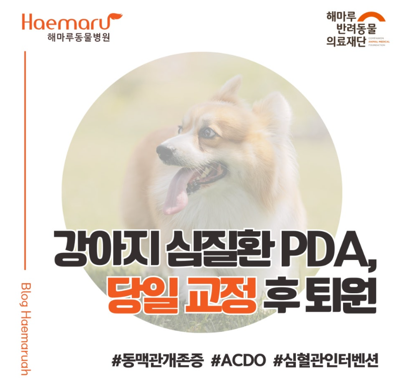 제주에서 온 6살 강아지, 당일 시술로 PDA 교정하고 당일 퇴원한 사례 썸네일