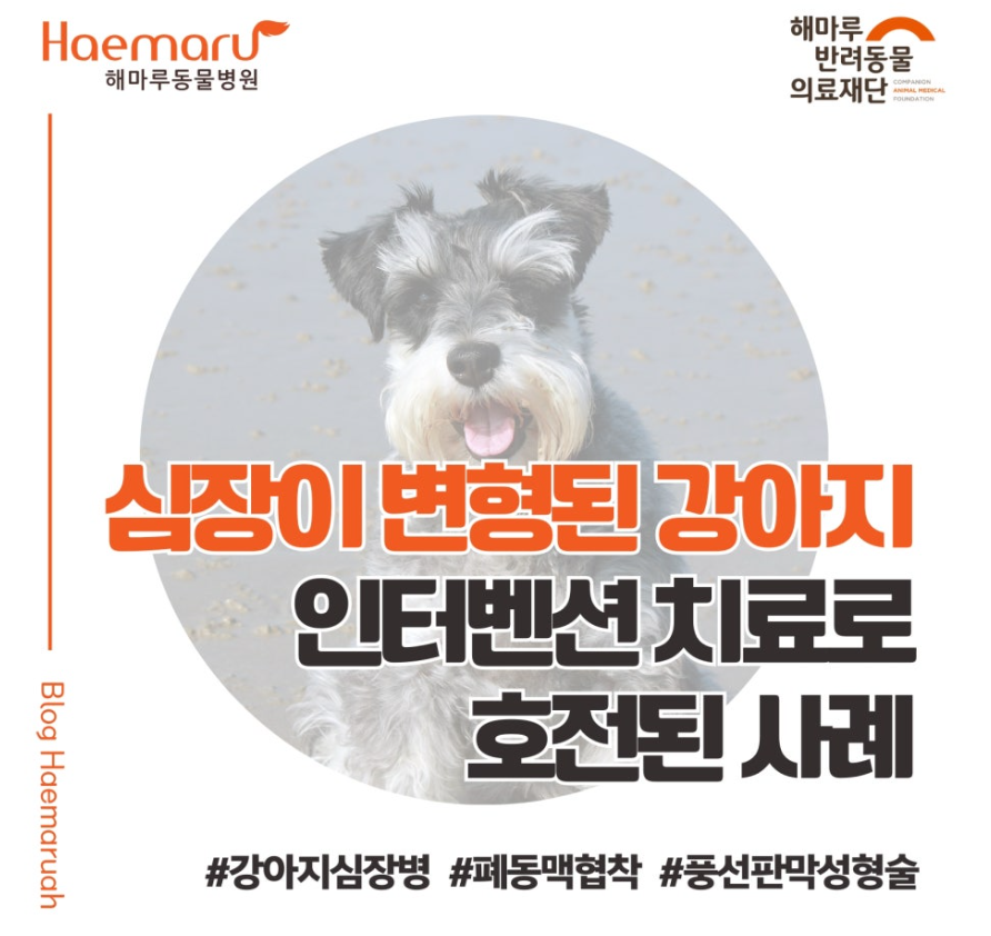 심각한 심장 변형이 있던 강아지, 인터벤션 치료로 호전된 사례 - 풍선판막성형술을 이용한 폐동맥협착증 교정 썸네일