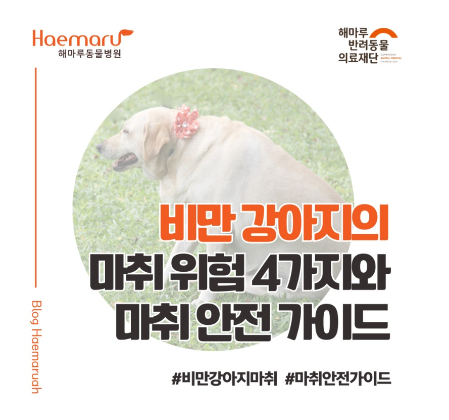 진료케이스 이미지