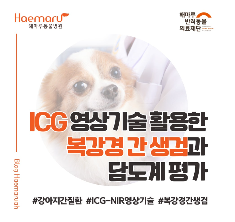 강아지 간 질환 정밀 진단) ICG 영상 기술을 활용한 복강격 간 생검과 담도계 평가 썸네일