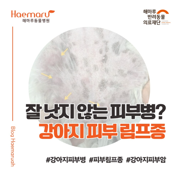 잘 낫지 않는 피부병? 강아지 피부 림프종 진단과 치료 이야기 썸네일