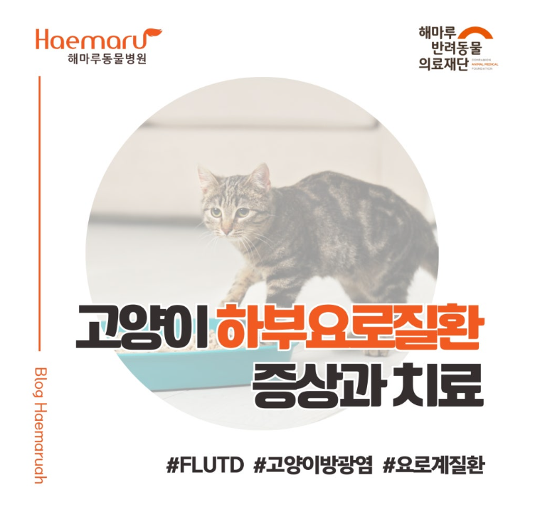 고양이 하부요로질환(FLUTD) 증상과 치료 - 12살 고양이의 혈뇨, 배뇨곤란 응급진료 썸네일