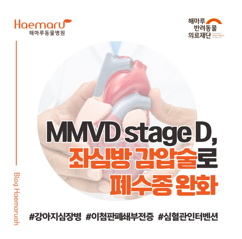 폐수종 반복되는 말기 이첨판폐쇄부전증(MMVD stage D) 강아지, 좌심방 감압술로 폐수종 완화한 사례 썸네일