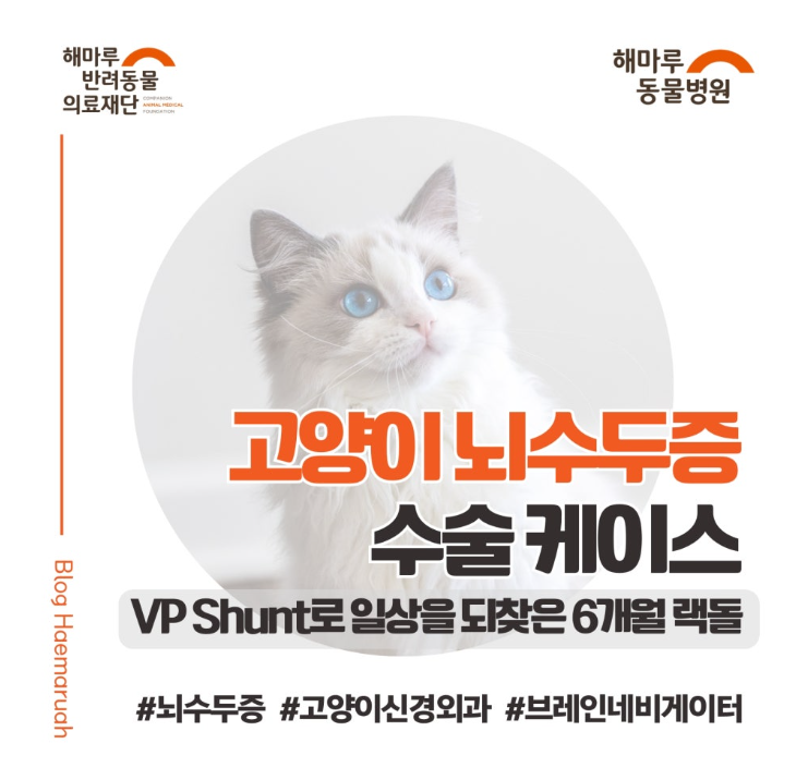 진료케이스 이미지