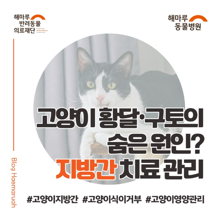 진료케이스 이미지