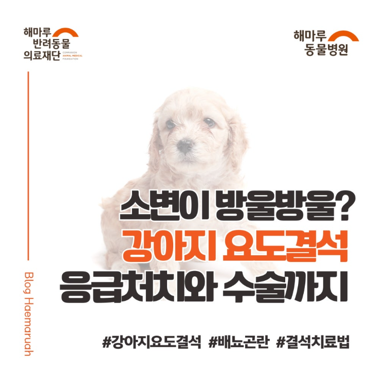 강아지 소변이 방울방울 나온다면? 요도 결석 응급처치와 수술 - Q.배뇨곤란이 응급상황인 이유는? 썸네일