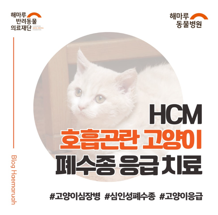 고양이 호흡곤란 원인 HCM - 심인성 폐수종으로 이차진료 의뢰된 6살 고양이 응급치료 사례 썸네일