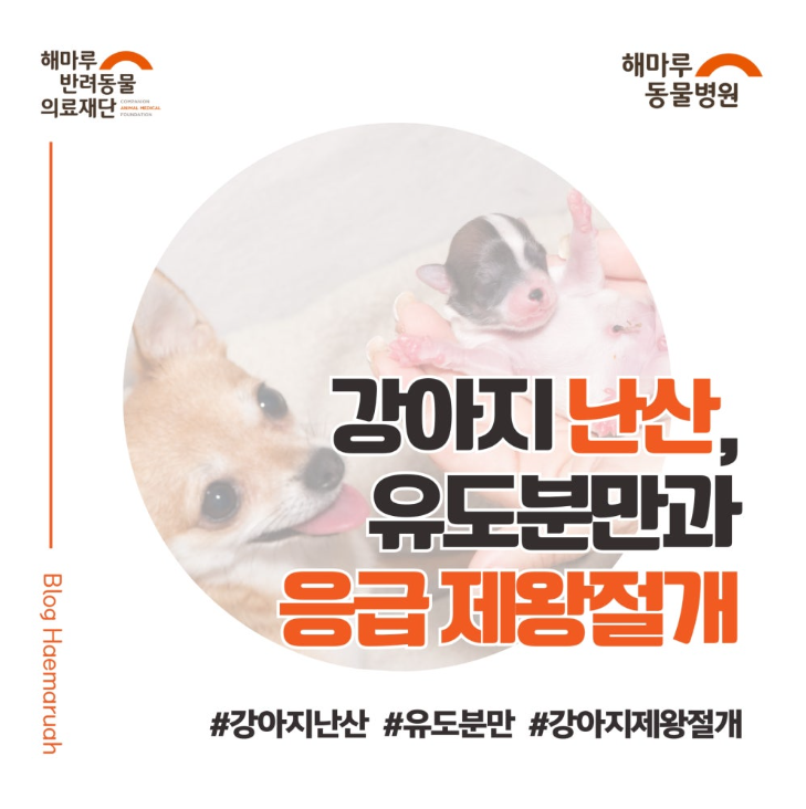 진료케이스 이미지