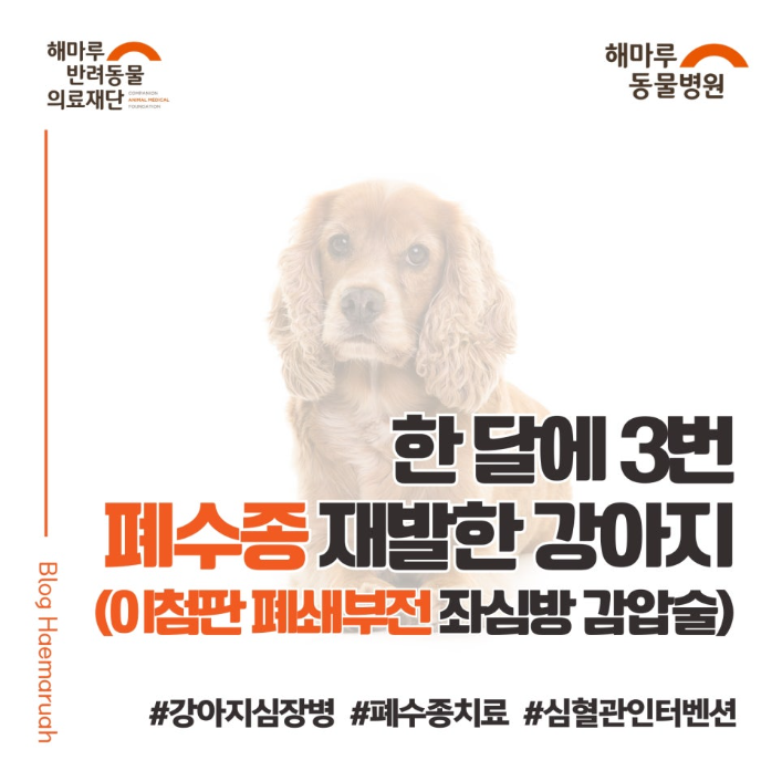 진료케이스 이미지
