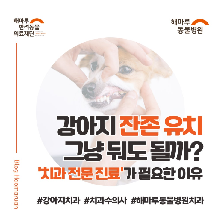 진료케이스 이미지